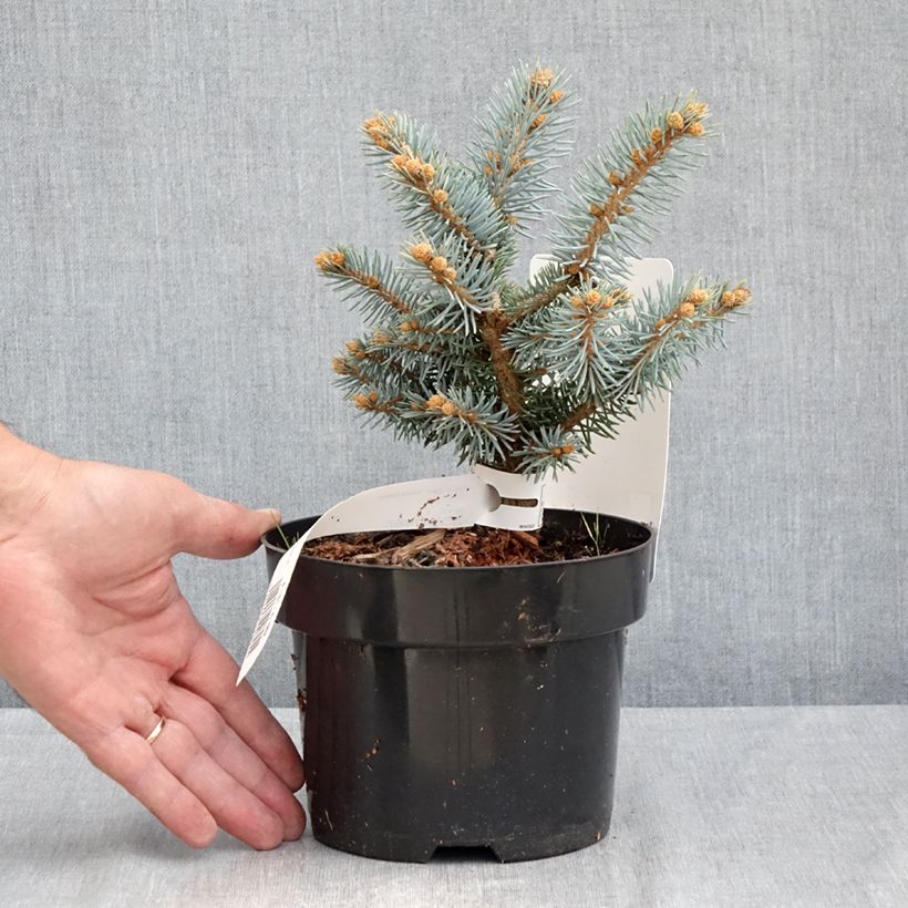Esimerkki kesällä toimitetusta Okakuusi Glauca Globosa Pot de 2L/3L-taimesta