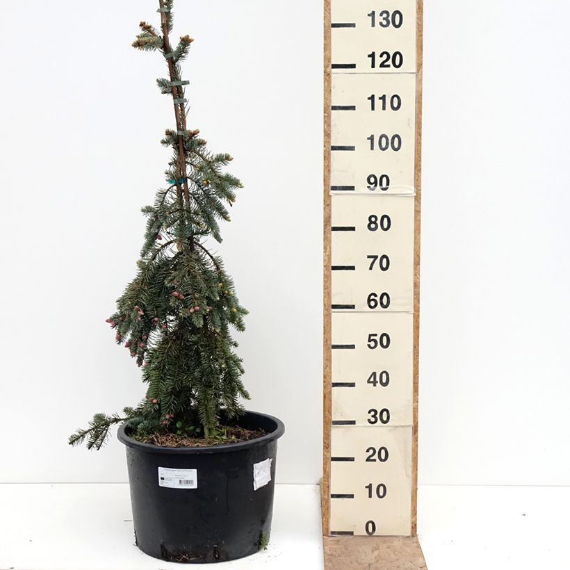 Esimerkki keväällä toimitetusta Okakuusi Glauca Pendula 30 litran/35 litran ruukku-taimesta