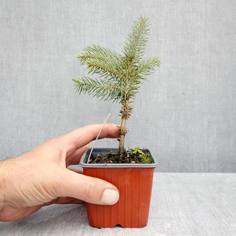 Esimerkki syksyllä toimitetusta Okakuusi Karpaten 8/9 cm taimiruukku-taimesta