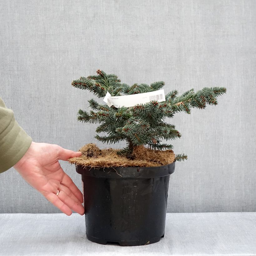 Esimerkki talvella toimitetusta Okakuusi Waldbrunn Pot de 4L/5L-taimesta