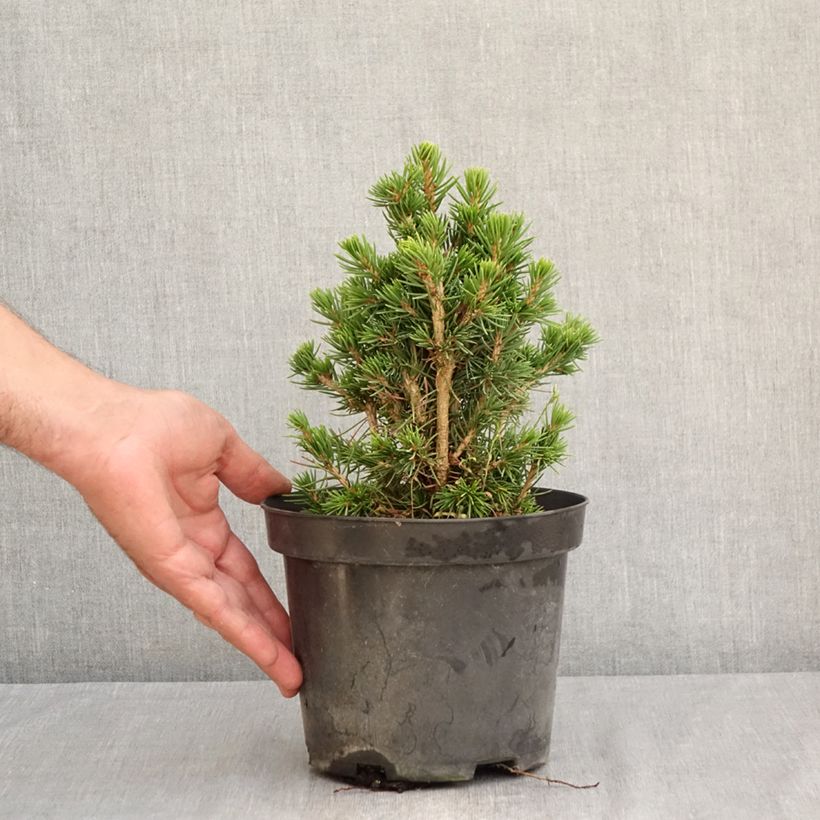 Esimerkki kesällä toimitetusta Metsäkuusi Tompa 3 litran/4 litran ruukku-taimesta