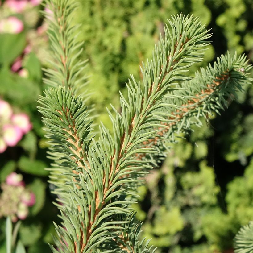 Metsäkuusi Cranstonii (Lehvistö)