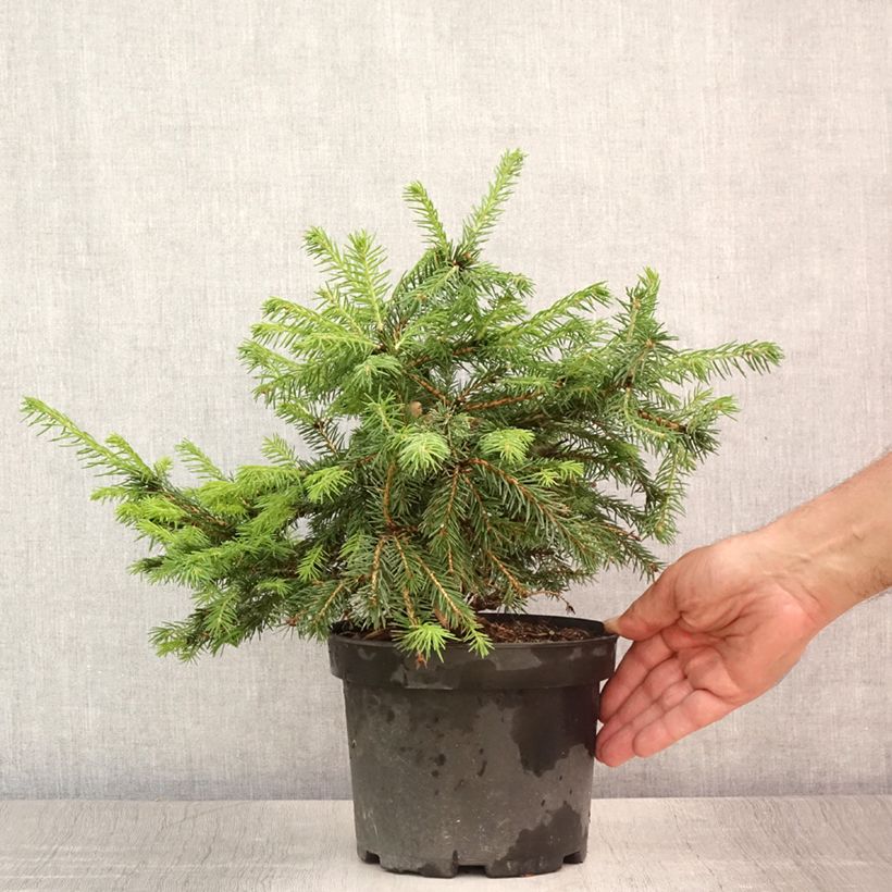 Esimerkki kesällä toimitetusta Metsäkuusi Maxwellii Pot de 2L/3L-taimesta