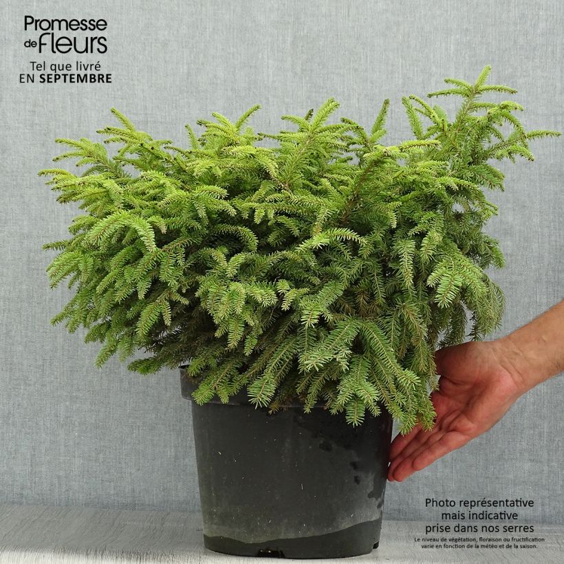 Esimerkki kesällä toimitetusta Metsäkuusi Nidiformis Pot de 7,5L/10L-taimesta