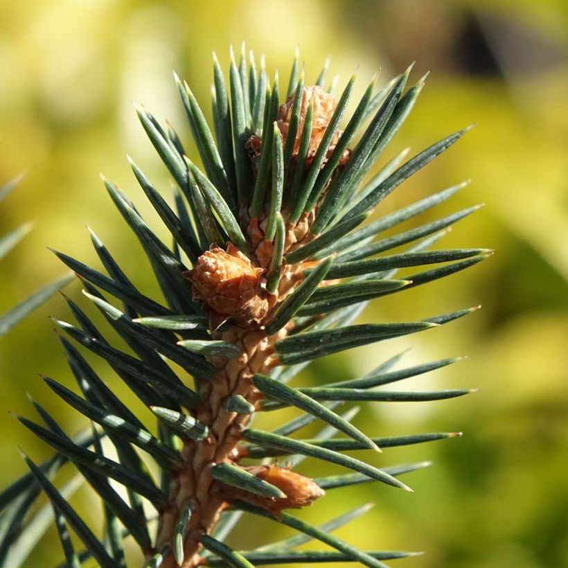 Chihuahuankuusi - Picea chihuahuana (Lehvistö)