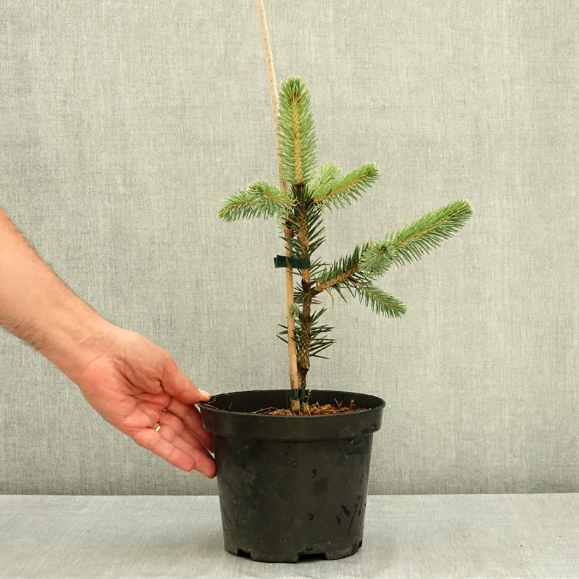 Esimerkki kesällä toimitetusta Chihuahuankuusi - Picea chihuahuana 3 litran/4 litran ruukku-taimesta