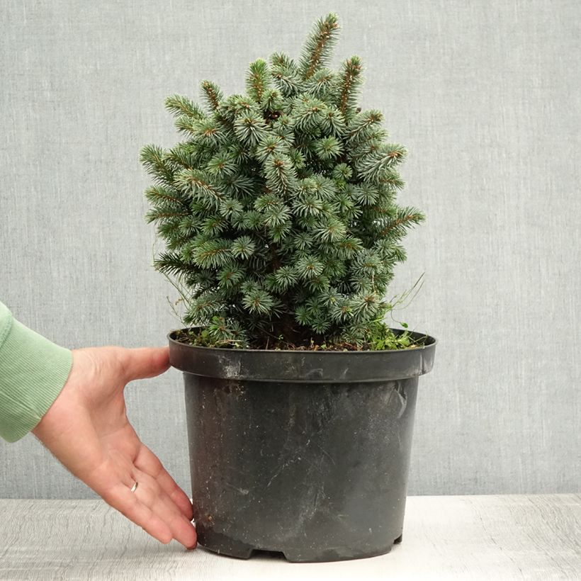 Esimerkki kesällä toimitetusta Sitkankuusi Midget Pot de 4L/5L-taimesta