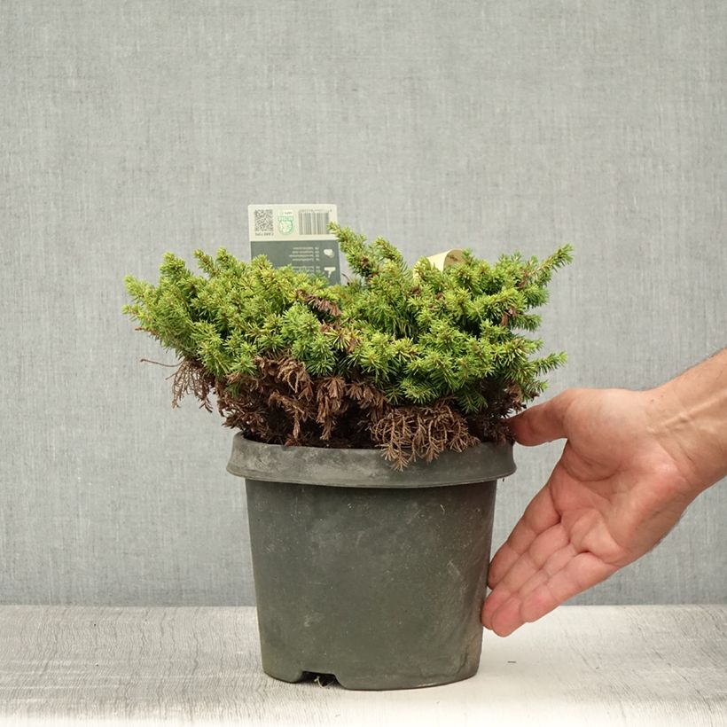 Esimerkki kesällä toimitetusta Metsäkuusi Little Gem Pot de 2L/3L-taimesta