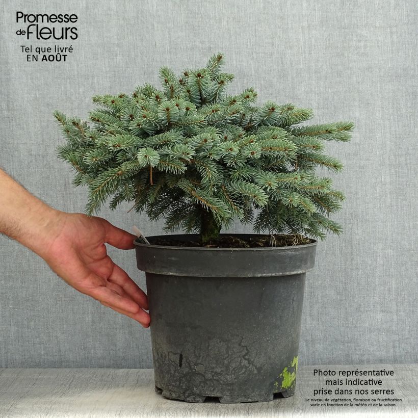 Esimerkki kesällä toimitetusta Serbiankuusi Machala Pot de 4L/5L-taimesta