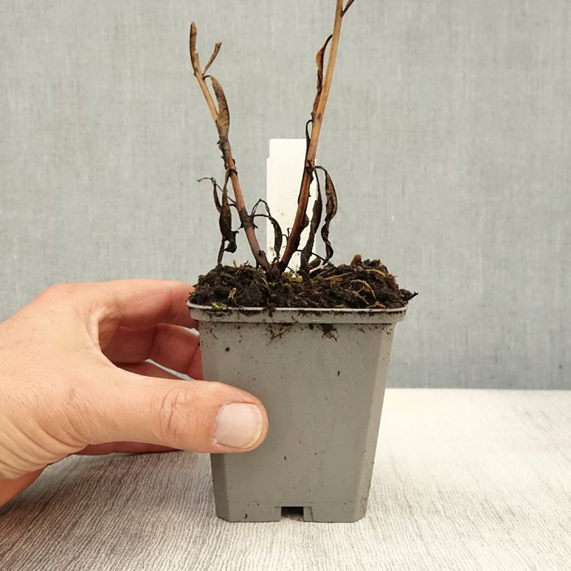 Esimerkki syksyllä toimitetusta Maitohorsma - Epilobium angustifolium 8/9 cm taimiruukku-taimesta