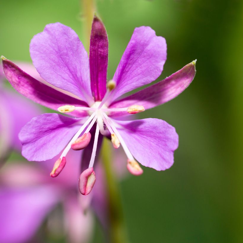 Maitohorsma - Epilobium angustifolium (Kukinta)