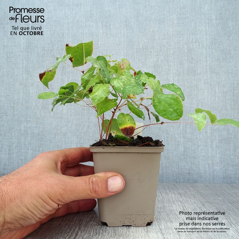 Esimerkki syksyllä toimitetusta Alppivarjohiippa - Epimedium alpinum 8/9 cm taimiruukku-taimesta
