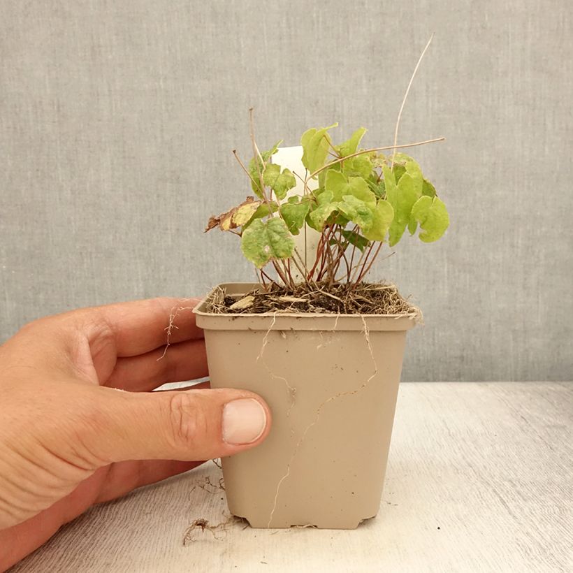 Esimerkki kesällä toimitetusta Varjohiippa Asiatic hybrids Godet de 8/9 cm-taimesta