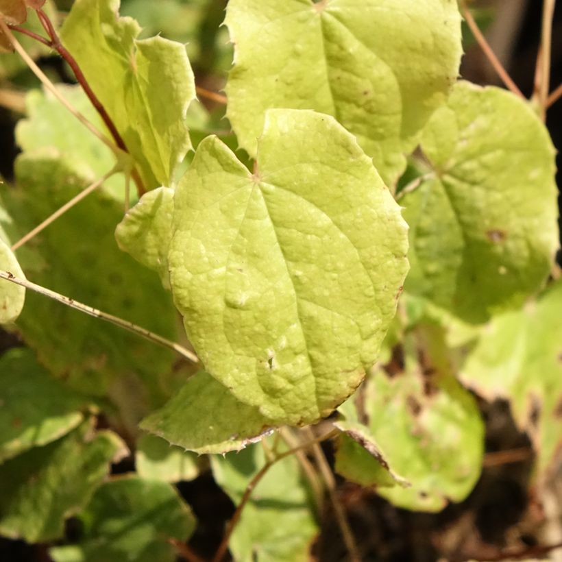 Varjohiippa Asiatic hybrids (Lehvistö)