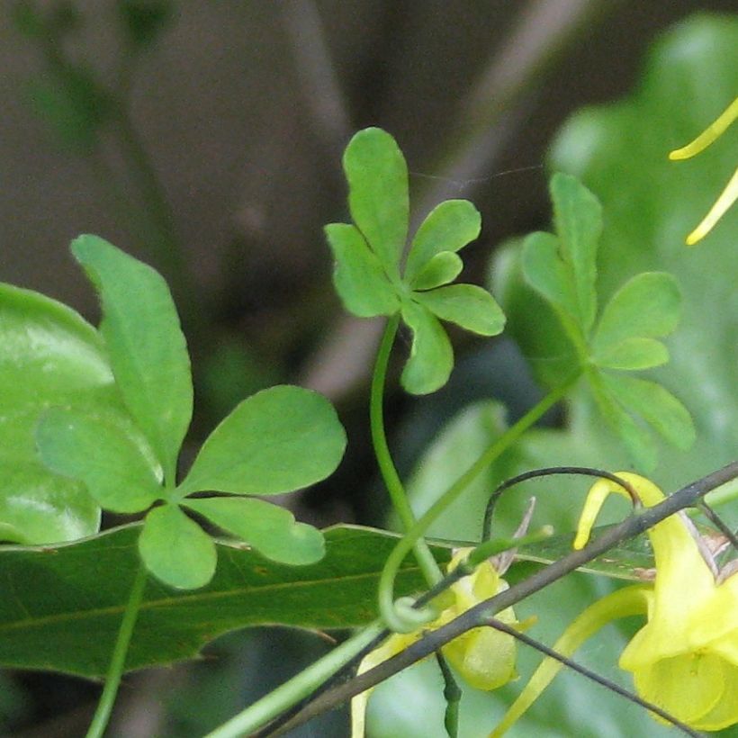 Varjohiippa - Epimedium davidii (Lehvistö)