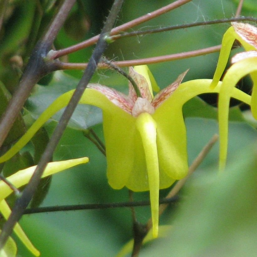 Varjohiippa - Epimedium davidii (Kukinta)