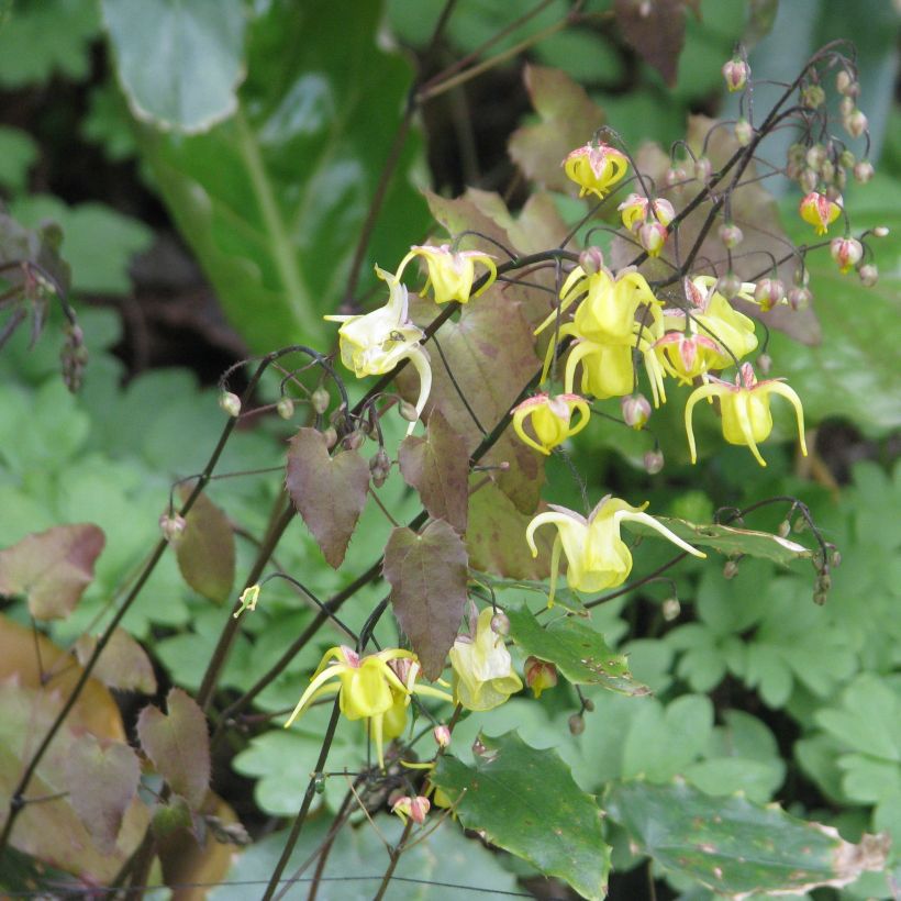 Varjohiippa - Epimedium davidii (Kasvutapa)
