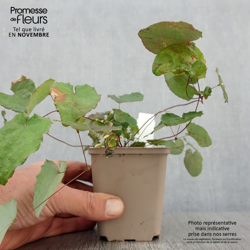 Esimerkki syksyllä toimitetusta Varjohiippa - Epimedium davidii 8/9 cm taimiruukku-taimesta