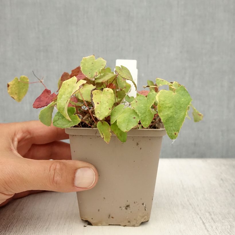 Esimerkki kesällä toimitetusta Varjohiippa - Epimedium davidii Godet de 8/9 cm-taimesta