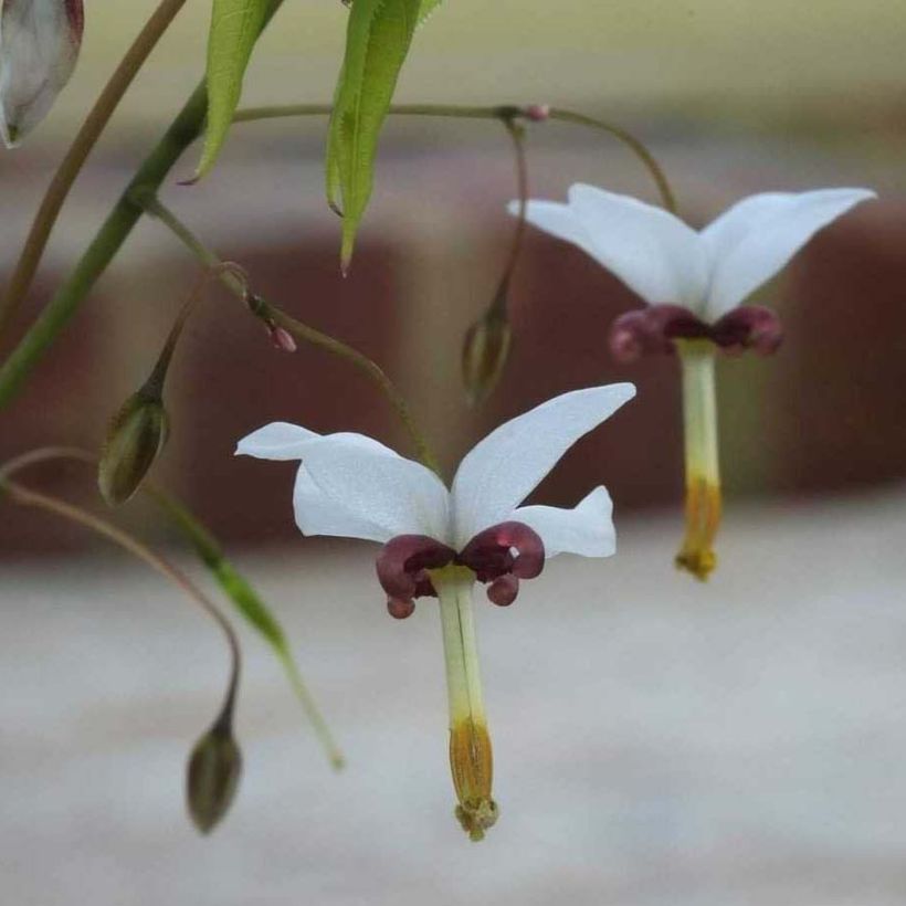 Varjohiippa - Epimedium dolichostemon (Kukinta)
