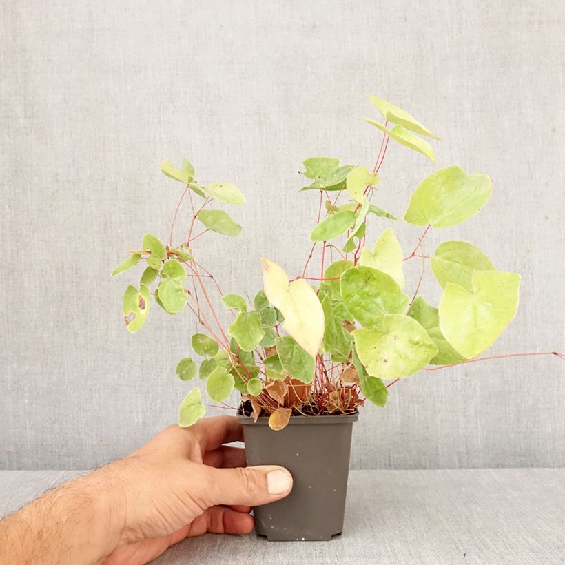 Esimerkki syksyllä toimitetusta Varjohiippa - Epimedium elongatum 8/9 cm taimiruukku-taimesta