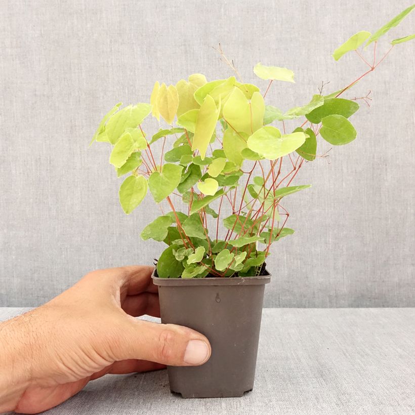 Esimerkki kesällä toimitetusta Varjohiippa - Epimedium elongatum Taimiruukku 8/9 cm-taimesta