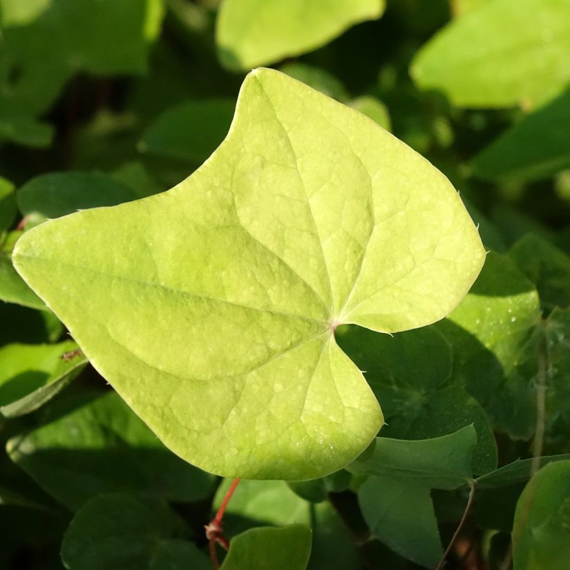 Varjohiippa - Epimedium elongatum (Lehvistö)