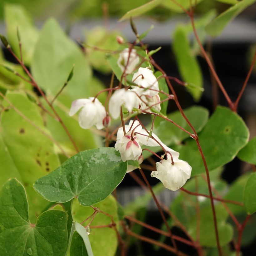 Varjohiippa - Epimedium elongatum (Kukinta)