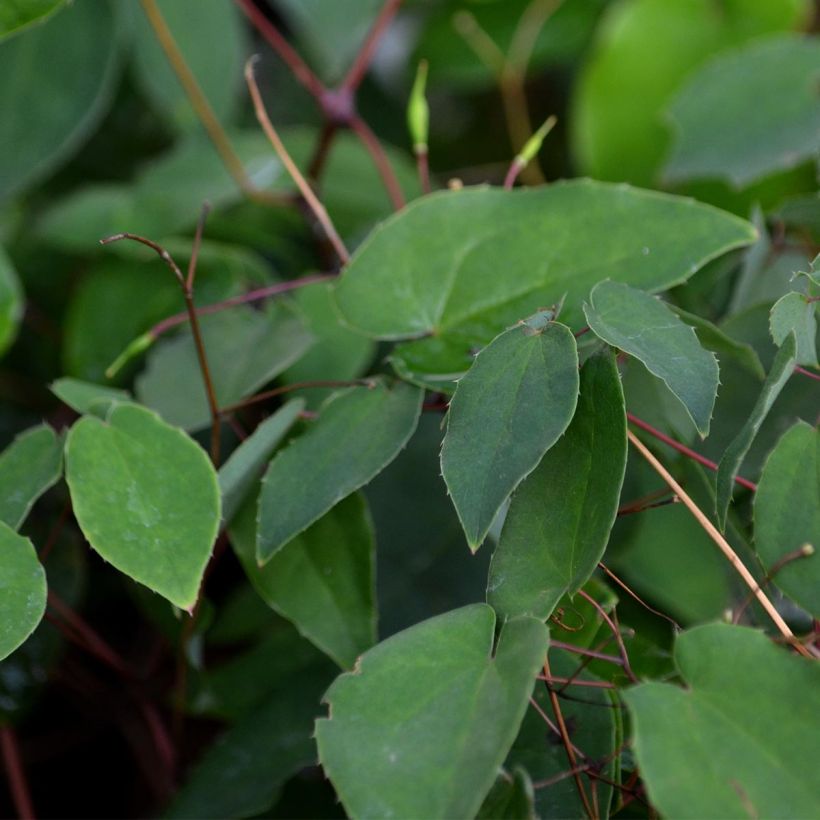 Idänvarjohiippa - Epimedium grandiflorum (Lehvistö)