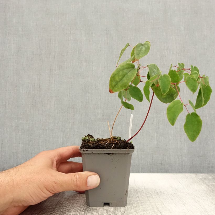 Esimerkki syksyllä toimitetusta Idänvarjohiippa - Epimedium grandiflorum 8/9 cm taimiruukku-taimesta