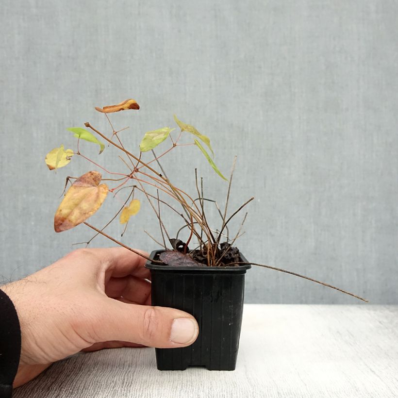 Esimerkki syksyllä toimitetusta Idänvarjohiippa Lilafee 8/9 cm taimiruukku-taimesta