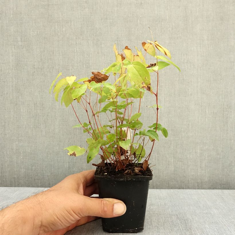 Esimerkki kesällä toimitetusta Idänvarjohiippa Rubinkröne 8/9 cm taimiruukku-taimesta