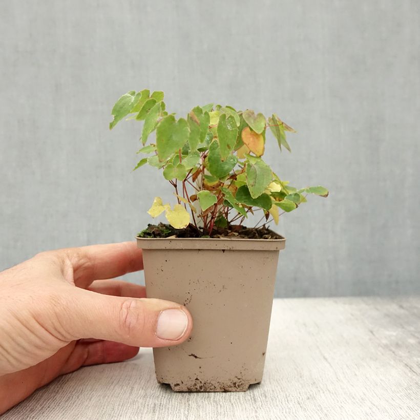 Esimerkki syksyllä toimitetusta Idänvarjohiippa Shiho 8/9 cm taimiruukku-taimesta
