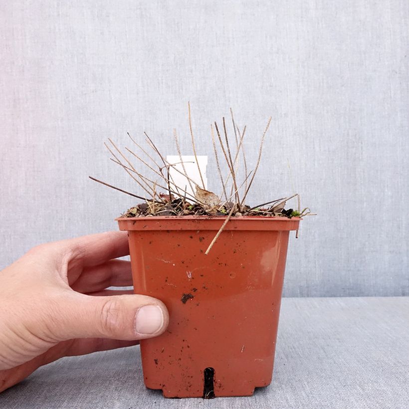 Esimerkki keväällä toimitetusta Varjohiippa Pink Elf Pot de 1L/1,5L-taimesta
