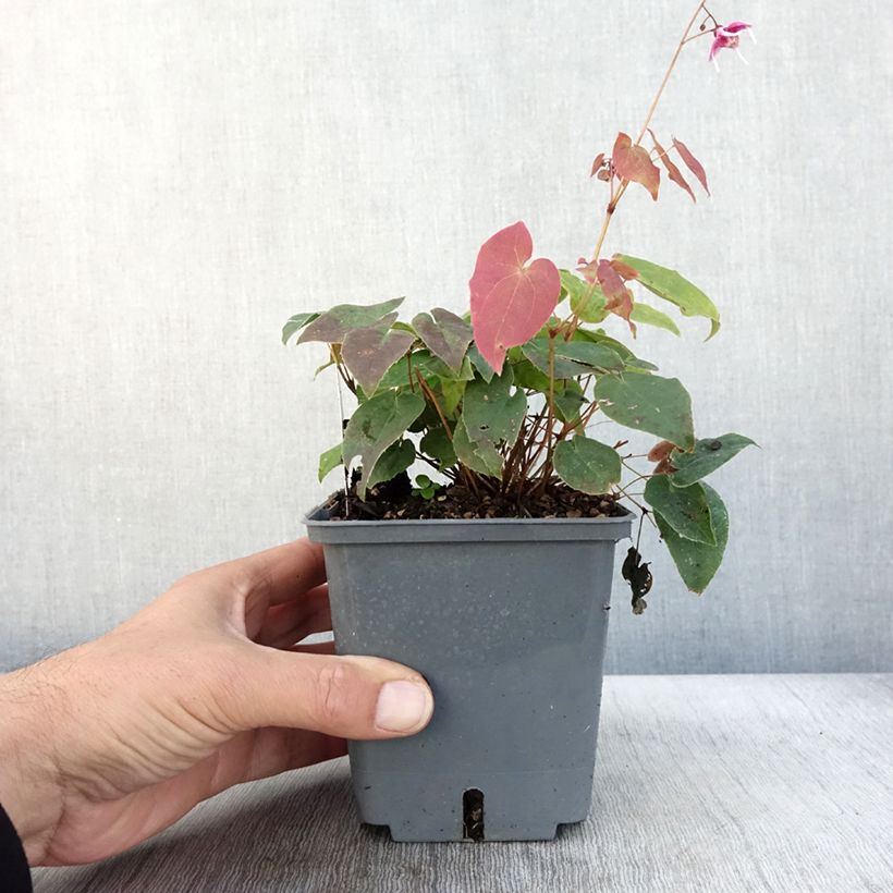 Esimerkki syksyllä toimitetusta Idänvarjohiippa Pretty in Pink 1 litran / 1,5 litran ruukku-taimesta