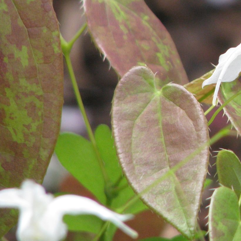 Varjohiippa - Epimedium ogisui (Lehvistö)