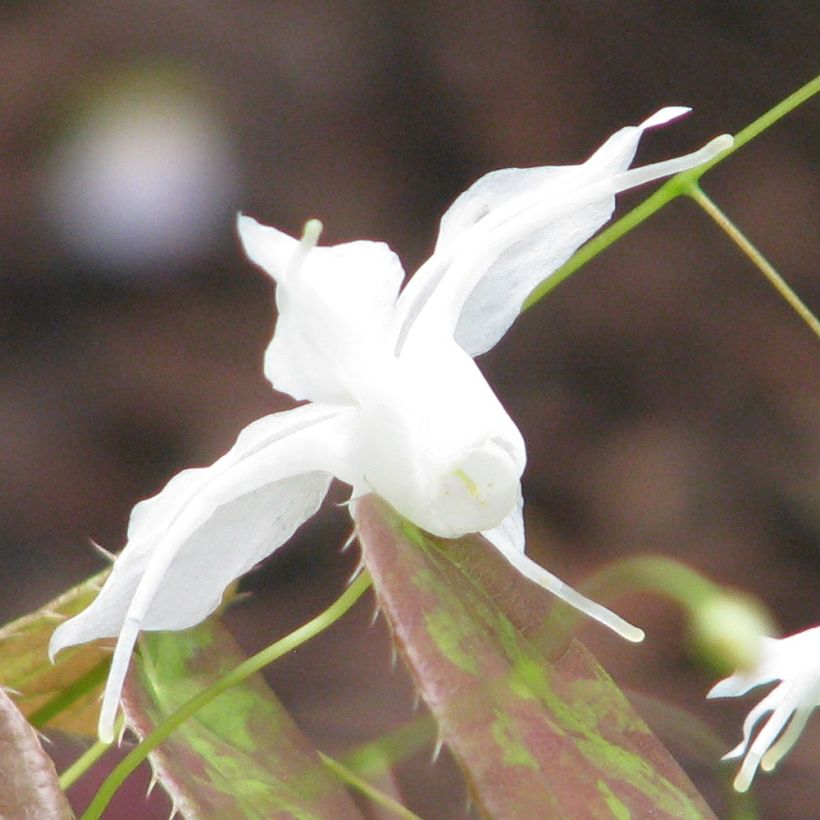 Varjohiippa - Epimedium ogisui (Kukinta)