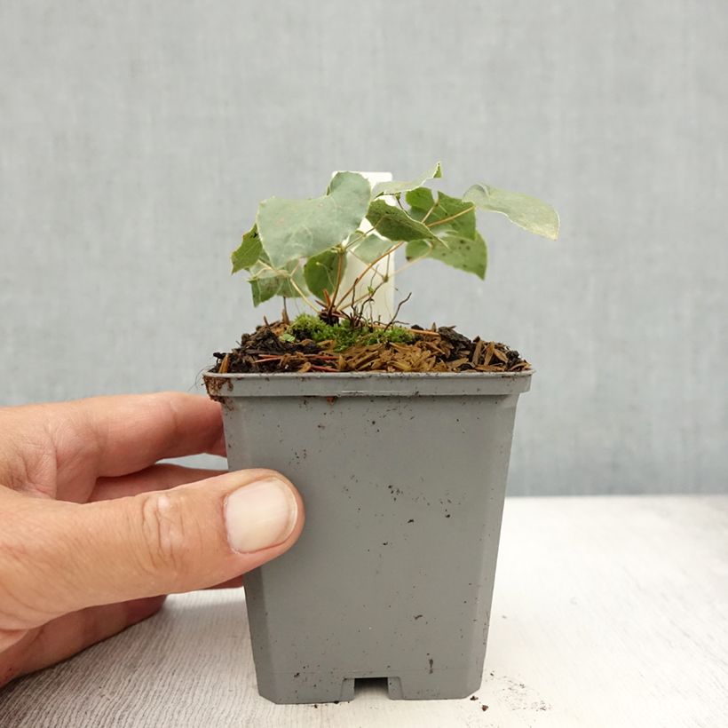 Esimerkki kesällä toimitetusta Varjohiippa Fröhnleiten Taimiruukku 8/9 cm-taimesta