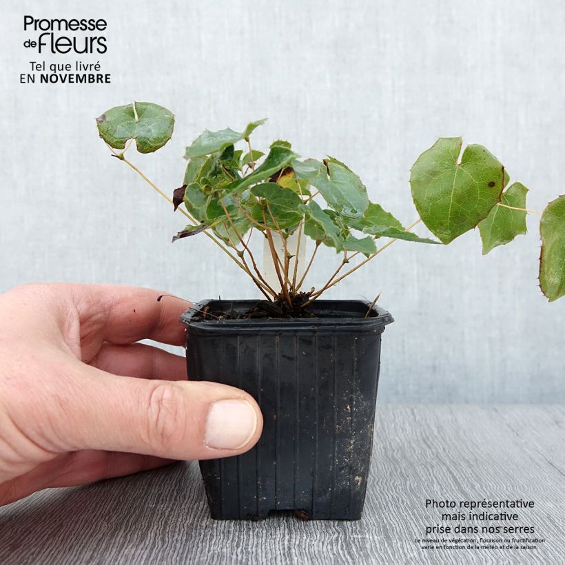 Esimerkki syksyllä toimitetusta Varjohiippa - Epimedium perralderianum 8/9 cm taimiruukku-taimesta