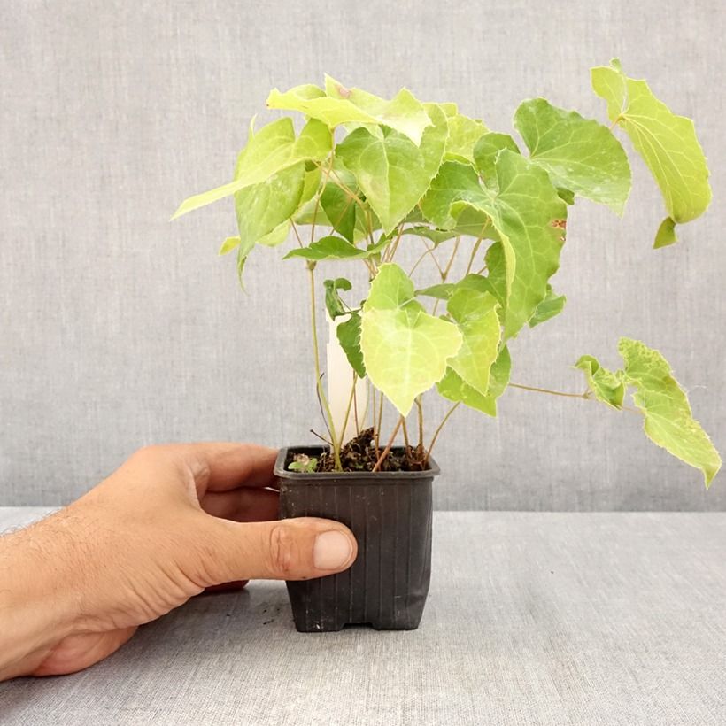 Esimerkki kesällä toimitetusta Varjohiippa - Epimedium perralderianum 8/9 cm taimiruukku-taimesta