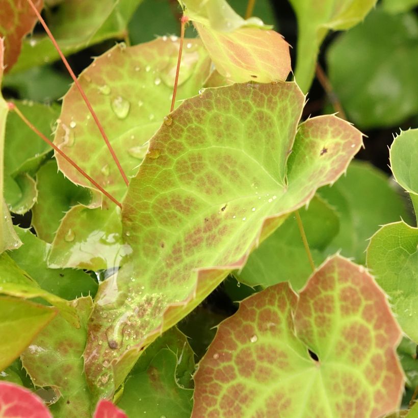 Varjohiippa - Epimedium perralderianum (Lehvistö)