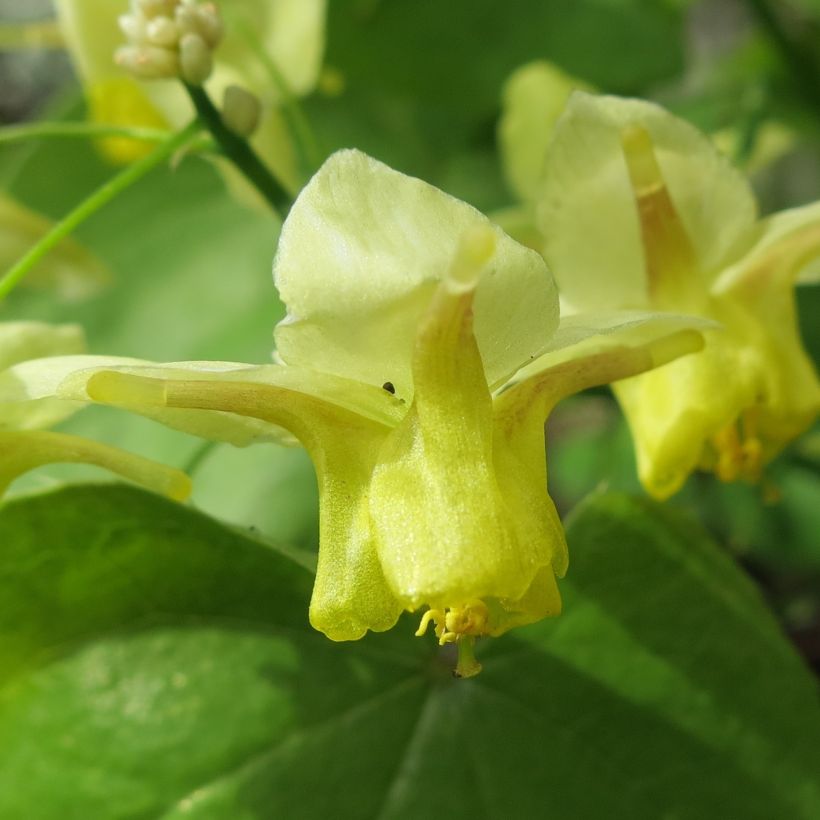 Sirovarjohiippa - Epimedium pinnatum (Kukinta)