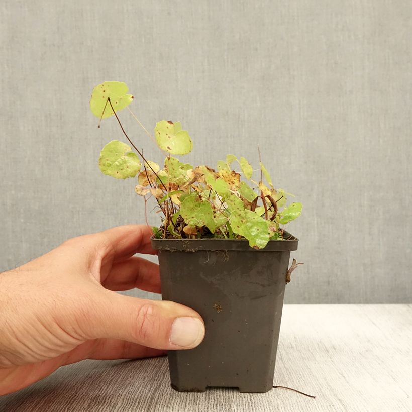 Esimerkki syksyllä toimitetusta Varjohiippa - Epimedium platypetalum 8/9 cm taimiruukku-taimesta