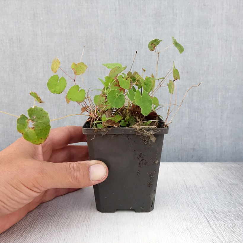 Esimerkki kesällä toimitetusta Varjohiippa - Epimedium platypetalum Godet de 8/9 cm-taimesta