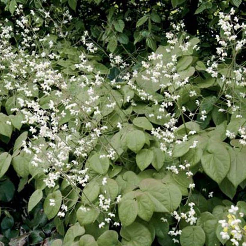 Varjohiippa - Epimedium pubigerum (Kasvutapa)
