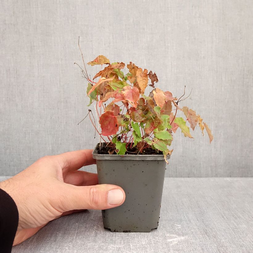 Esimerkki syksyllä toimitetusta Varjohiippa - Epimedium rhizomatosum 8/9 cm taimiruukku-taimesta