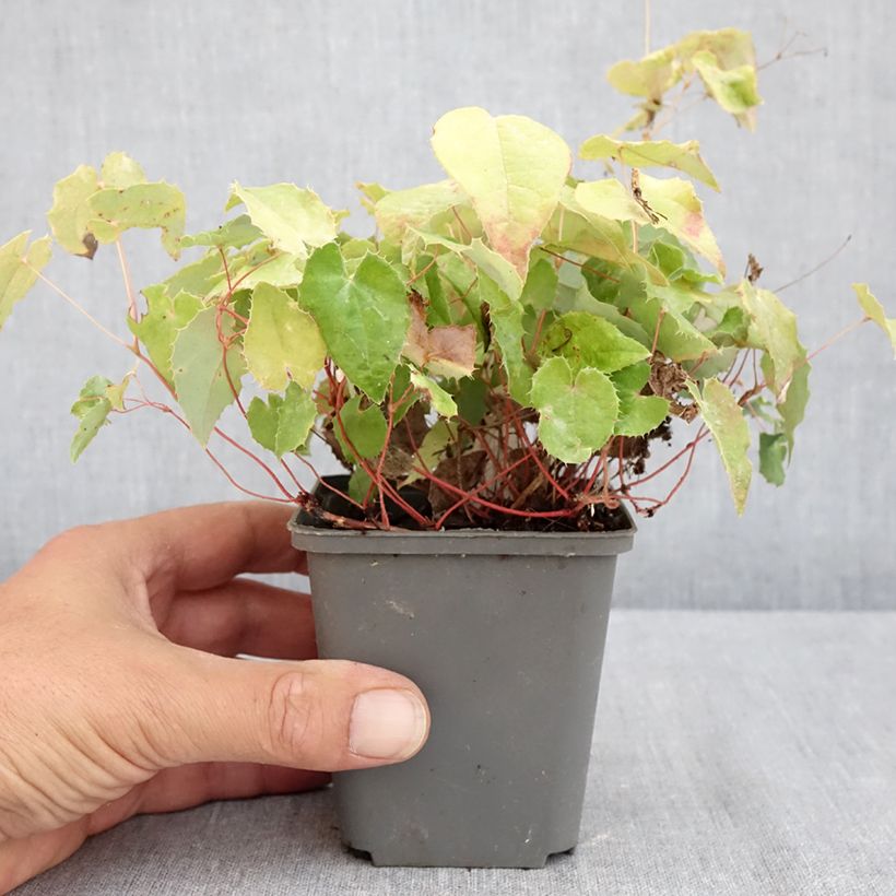 Esimerkki kesällä toimitetusta Varjohiippa - Epimedium rhizomatosum Godet de 8/9 cm-taimesta