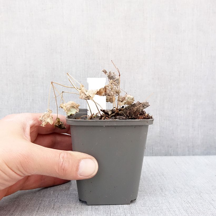 Esimerkki talvella toimitetusta Epimedium rhizomatosum, Fleur des elfes Godet de 8/9 cm-taimesta