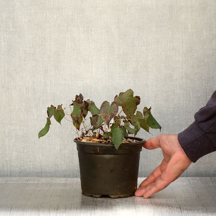Esimerkki syksyllä toimitetusta Jalokärsämö - Epimedium x rubrum 2 litran/3 litran ruukku-taimesta
