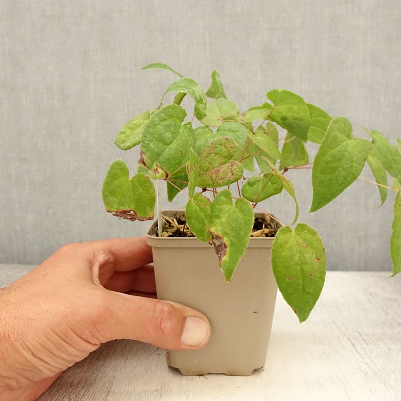 Esimerkki kesällä toimitetusta Jalokärsämö Galadriel Taimiruukku 8/9 cm-taimesta